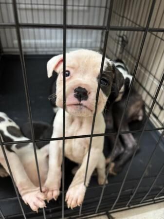 Staffy x bulldog puppies for sale in Sleaford, Lincolnshire