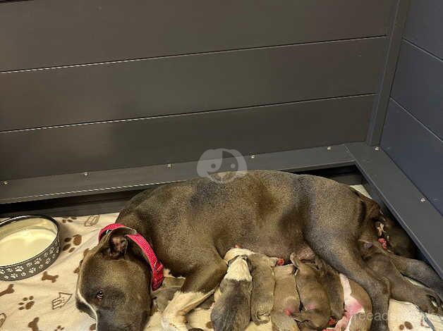 Staffy x cane corso for sale in Rye, East Sussex - Image 1