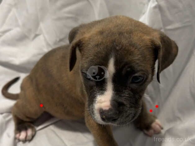 Staffy x cane corso for sale in Rye, East Sussex - Image 4