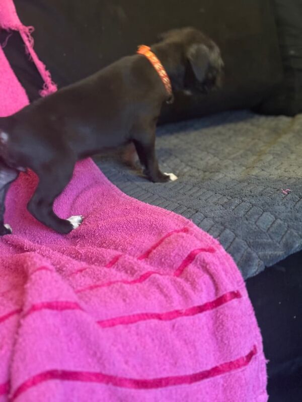 STAFFY X CANE CORSO LAST 3 PUPS for sale in Feltham, Greater London - Image 1