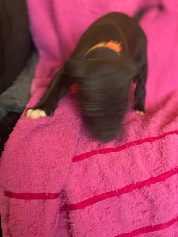 STAFFY X CANE CORSO LAST 3 PUPS for sale in Feltham, Greater London - Image 2