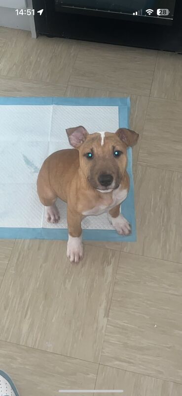 staffy x Ebt boy 15 weeks old £120 for sale in Dromara, County Down