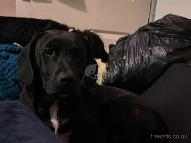 Staffy x for sale in Derby, Derbyshire - Image 1