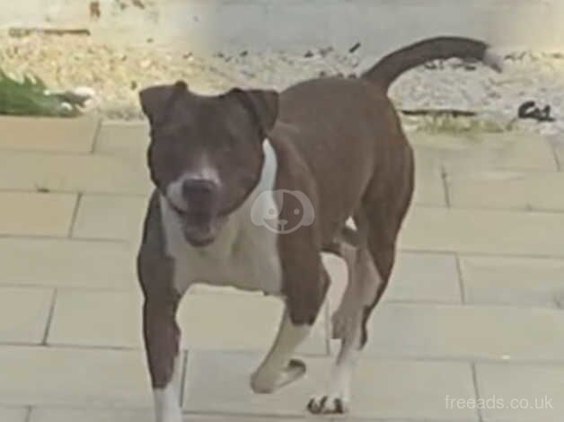 Staffy x for sale in Goole, East Riding of Yorkshire - Image 2