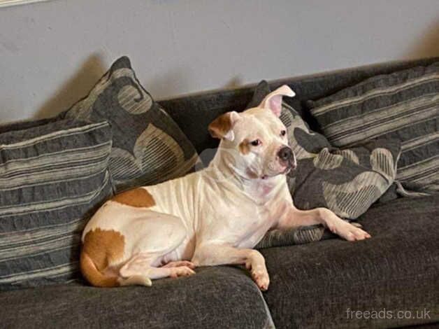 Staffy x for sale in Bradley Stoke, Gloucestershire - Image 1