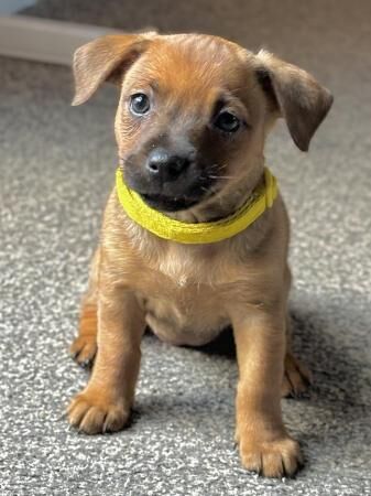 Staffy X Jack Chi Puppies for sale in Newark, Orkney Islands - Image 1