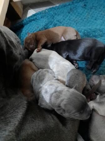 Staffy x lhasopuppies ready end August for sale in Pontefract, West Yorkshire - Image 2