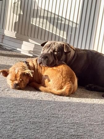 Staffy x lhasopuppies ready end August for sale in Pontefract, West Yorkshire - Image 5