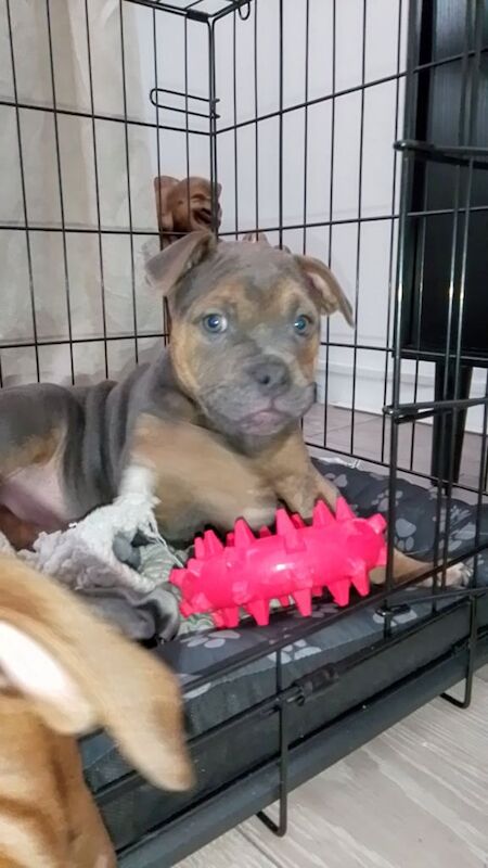 Staffy x old tyme bulldog for sale in Bannockburn, Stirling and Falkirk - Image 1