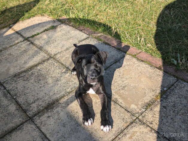 Staffy x pup for sale in Chessington, Kingston upon Thames, Greater London - Image 2