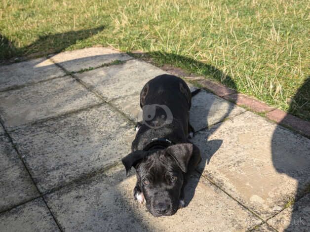 Staffy x pup for sale in Chessington, Kingston upon Thames, Greater London - Image 3