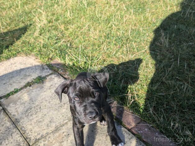 Staffy x pup for sale in Chessington, Kingston upon Thames, Greater London - Image 4