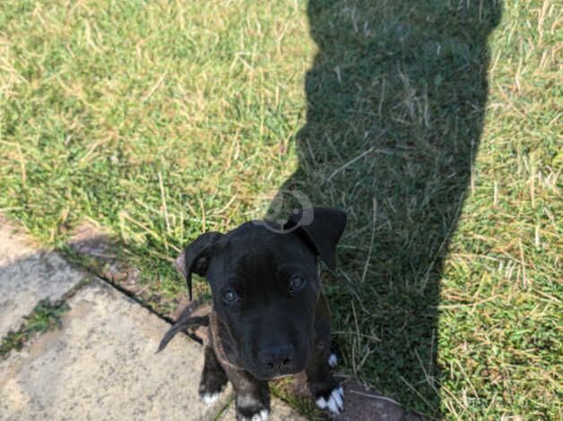 Staffy x pup for sale in Chessington, Kingston upon Thames, Greater London - Image 5