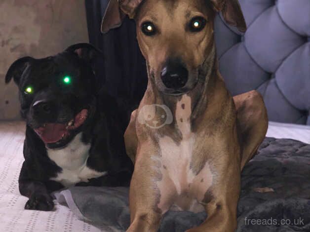 Staffy x whippet for sale in Liverpool, Merseyside