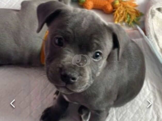 Stella and Astro Puppies for sale in Leeds, West Yorkshire - Image 2