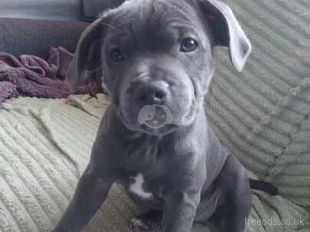 Stella and Astro Puppies for sale in Leeds, West Yorkshire - Image 3