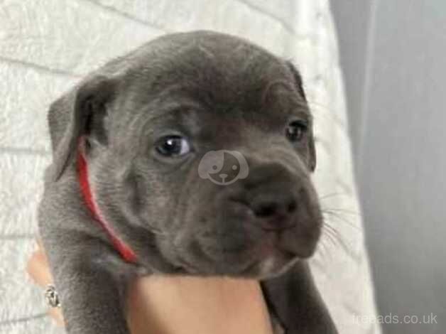 Stella and Astro Puppies for sale in Leeds, West Yorkshire - Image 5