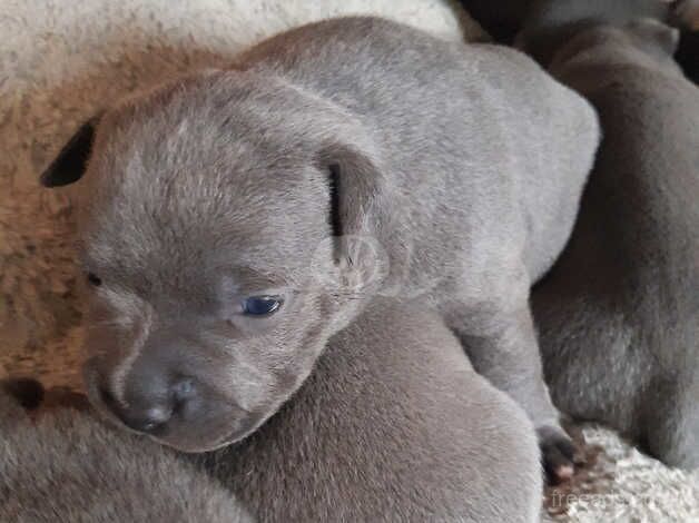 Stocky solid Blue staffy puppies for sale in Southend-on-Sea, Essex - Image 1