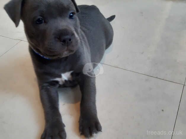 Staffordshire Bull Terriers for sale in Southend-on-Sea, Essex