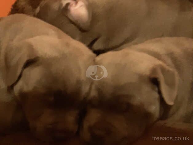 Staffie Puppies for sale in Essex