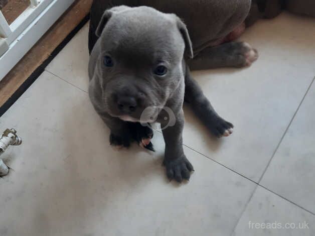 Stocky solid Blue staffy puppies for sale in Southend-on-Sea, Essex - Image 4