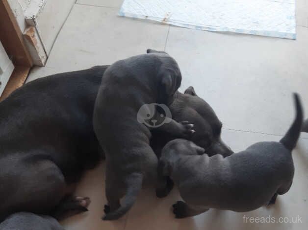 Stocky solid Blue staffy puppies for sale in Southend-on-Sea, Essex - Image 5