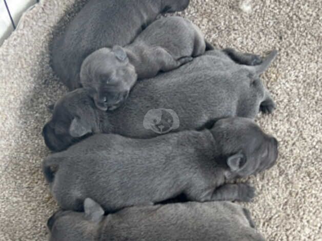 *stunning Blue Staffordshire Bull pups* for sale in Carlisle, Cumbria