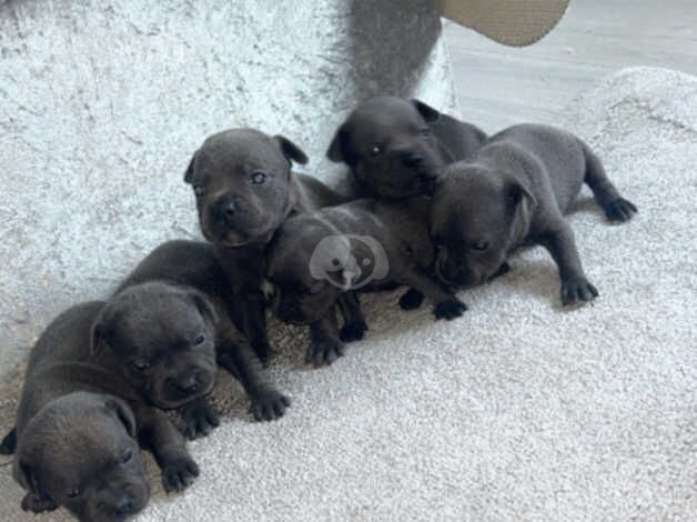 *stunning Blue Staffordshire Bull pups* for sale in Carlisle, Cumbria