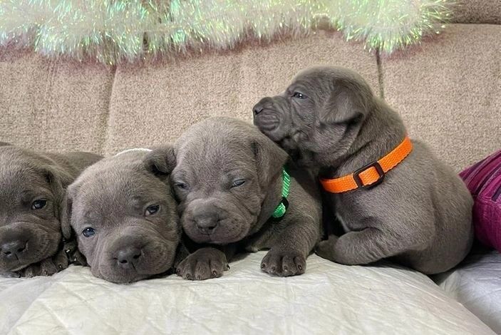 stunning blue staffordshire terrier pups for sale in Sutton, Sutton, Greater London