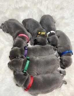 stunning blue staffordshire terrier pups for sale in Sutton, Sutton, Greater London - Image 3