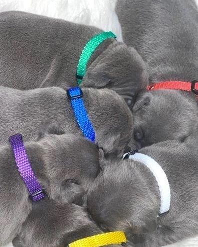 stunning blue staffordshire terrier pups for sale in Sutton, Sutton, Greater London - Image 4