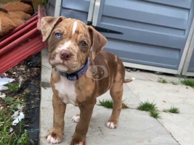 Stunning chocolate tri merle male pup with rare eyes for sale in Cropwell Bishop, Nottinghamshire