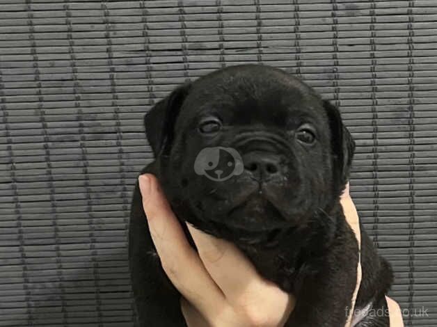 Stunning chunky staffy pups for sale in Cardiff/Caerdydd, Cardiff - Image 1