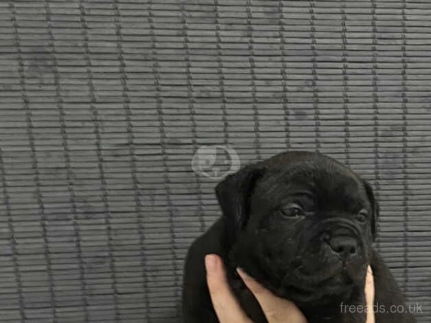 Stunning chunky staffy pups for sale in Cardiff/Caerdydd, Cardiff - Image 2