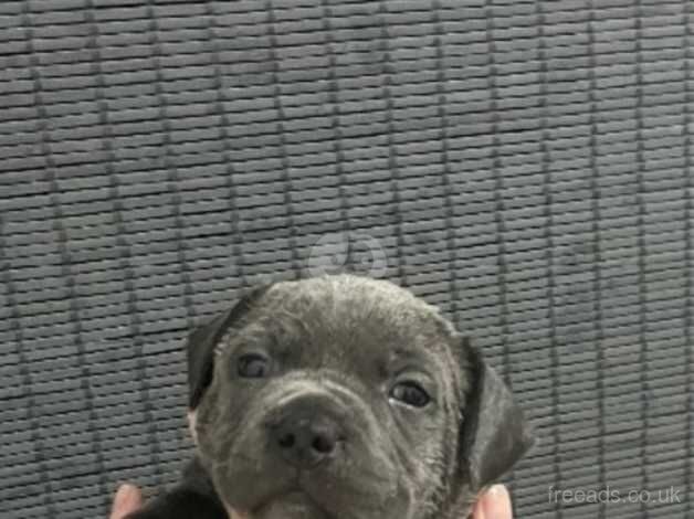 Stunning chunky staffy pups for sale in Cardiff/Caerdydd, Cardiff - Image 3