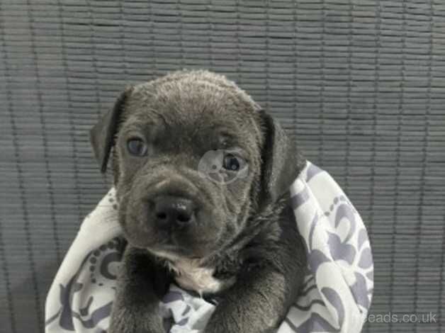 Stunning chunky staffy pups for sale in Cardiff/Caerdydd, Cardiff - Image 4