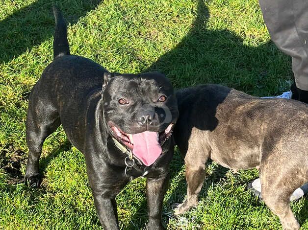 Stunning chunky staffy pups for sale in Cardiff/Caerdydd, Cardiff - Image 5