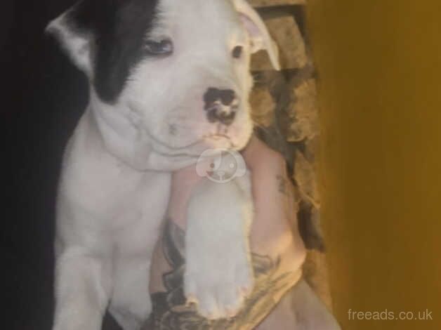 Stunning chunky white boys with beautiful markings for sale in Bridgend, Ceredigion - Image 1