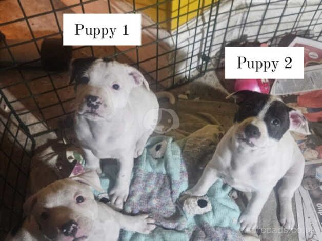 Staffordshire Bull Terriers for sale in Bridgend, Ceredigion