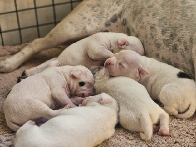 Staffie Puppies for sale in Ceredigion