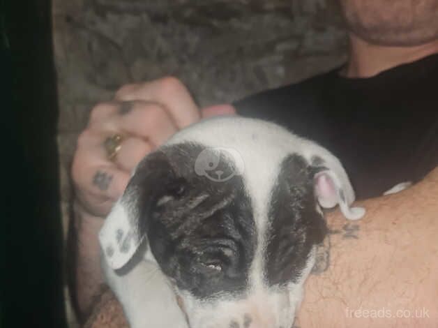 Staffie Puppies for sale