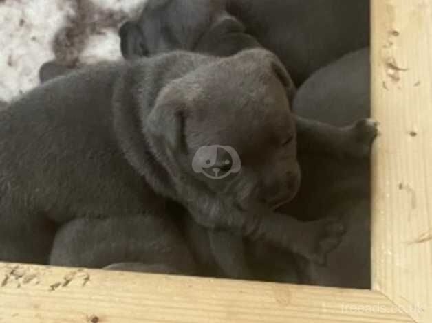 Stunning DNA health tested blue puppies for sale in Milton Keynes, Buckinghamshire