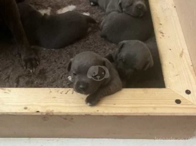 Stunning DNA health tested blue puppies for sale in Milton Keynes, Buckinghamshire - Image 2