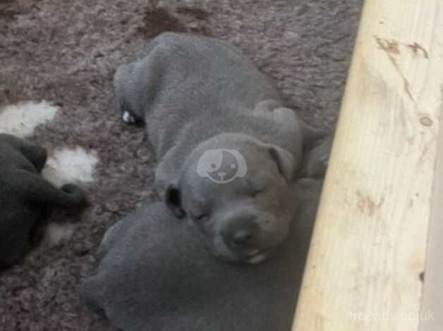 Stunning DNA health tested blue puppies for sale in Milton Keynes, Buckinghamshire - Image 3