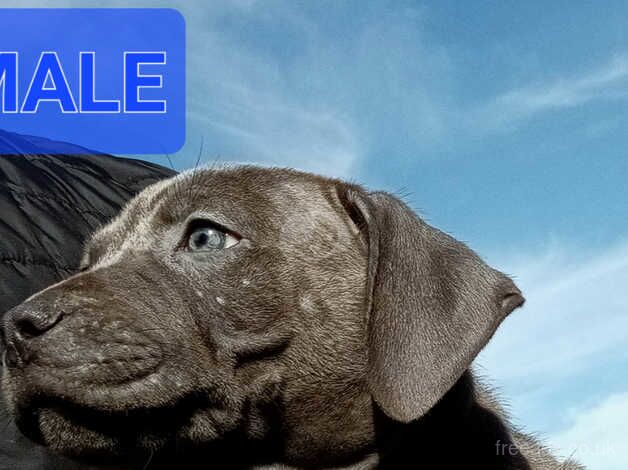 Stunning Kc Registered Blue Staffordshire Bull Terrier puppies for sale in Birmingham, West Midlands