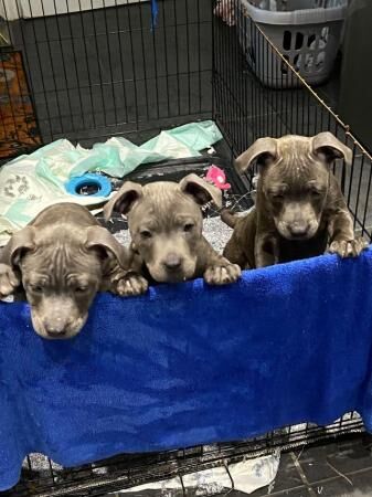 Stunning litter of KC reg staff pups for sale in Swansea/Abertawe, Swansea - Image 1