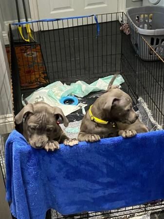 Stunning litter of KC reg staff pups for sale in Swansea/Abertawe, Swansea - Image 2