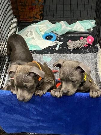 Stunning litter of KC reg staff pups for sale in Swansea/Abertawe, Swansea - Image 4