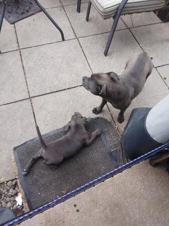 Stunning litter of KC reg staff pups for sale in Swansea/Abertawe, Swansea - Image 5