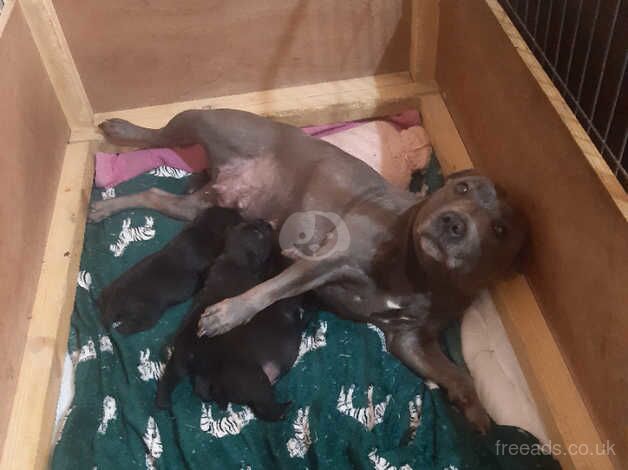 Stunning Staffordshire Bull Terrier Pups For Sale in Paisley, Renfrewshire